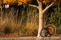 蒙特利爾大學本科申請條件有哪些？