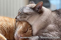 各檔高考分?jǐn)?shù)能申請QS100哪些高校？