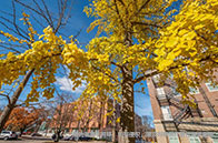 麥克馬斯特大學健康科學專業入學條件有哪些？