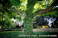 本科掛科影響申請英國QS前100大學碩士嗎？