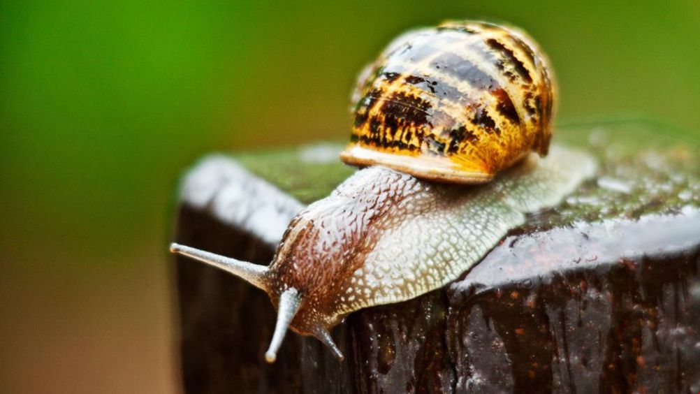 布里斯托大學發明出模仿蝸牛運動的機器人.jpg 布里斯托大學發明出模仿蝸牛運動的機器人.jpg